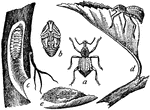 "Root-weevil (Leptops hopei). a, weevil; b, pupa; c, larva, in situ; d, weevil ovipositing on leaf above; e, eggs on opened leaf." -Whitney, 1911