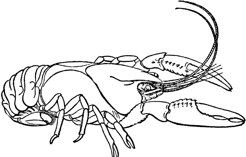 crayfish clipart