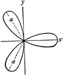 "In geometry, certain transcendental curves having, in polar coordinates, equations of the form &rho; = a cos b &theta. B, three-leaved rose of equation &rho; = a cos 3 &theta." -Whitney, 1911