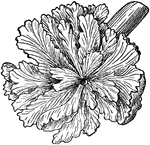 "Wood-rose, a remarkable vegetable excrescence, resembling a flower with radiating corrugated petals carved from wood, caused by the union of the saucer-shaped placenta-like base of certain parasitic plants of the mistle-toe family with the foster-branch of the host and its persistence after the death of the plant." -Whitney, 1911