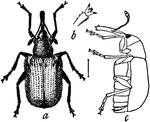 "Rose-curculio (Rhynchites bicolor). a, beetle; c, same in profile; b, claw." -Whitney, 1911