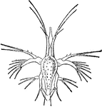 A nauplius (plural nauplii) is the first larva of animals classified as crustaceans (subphylum of Arthropoda). It consists of a head and a telson. The thorax and abdomen, characteristic of adult crustaceans, have not developed yet. A prominent characteristic of nauplii is that they have only one compound eye, which will divide in two in later stages. Nauplii have three pairs of cephalic appendages with which they swim; in the adult these become the antennules, the antennae, and the mandibles. The name nauplii properly refers to crustacean larvae that use appendages that stem from the head (antennules and antennae) as their main means of swimming.