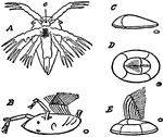An illustration showing the early stages of balanus: A, nauplis (larva); e, Eye; B, Cypris-larva with a bivalve shell just before becoming attached; C, After becoming attached, side views; D, Later state, viewed from above; E, side view, later stage and cirri extended.