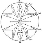 A schematic drawing of a cydippid.