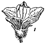 An illustration of a male flower of the cucumber plant.