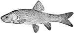 The Tui Chub (Gila bicolor) is a fish in the Cyprinidae family of carps.