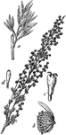 "Pasture Sage-brush (Artemisia frigida). a, leaf; b, flower-head; c, fertile flower; d, marginal flower." -Whitney, 1911