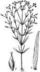 "Canadian St.-John's-wort (Hypericum Canadense). a, leaf; b, seed-capsule." -Whitney, 1911