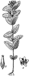 "Marsh St.-John's-wort (Triadenum Virginicum). a, flower; b, seed-capsule." -Whitney, 1911
