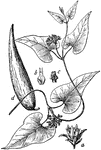 "Sand-vine (Gonolobus lavis). a, flower; b, crown-lobe tipped by a 2-cleft awn; c, stamen-tube; d, follicle or seed-pod." -Whitney, 1911
