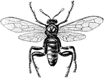 The American Sawfly (Cimbex Americana) is an insect with an ovipositor resembling a saw blade.