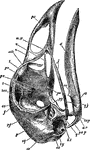 The skull of an adult fowl. Here the temporal fossa is bridged over by the junction of the post-frontal and squamosal processes.