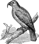 The extinct Phillip-Island parrot.