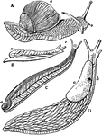 A series of Stylommatophorous Pulmonata, showing transitional forms between snail and slug.