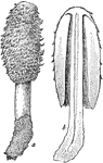 "Shaggy-mane (Coprinus comatus) a, young specimen; b, section through a specimen older than a." -Whitney, 1911