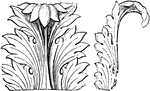 The acanthus is one of the most common ornaments used to depict foliage.