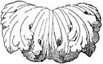 The Overlap of Leaf is a Roman candelabrum design.