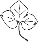 Leaf of Liverwort.