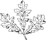 The Spray of Bitter Oak designs were often used on friezes, cornices, and columns.