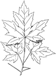 The Spray of Sugar Maple designs were often used on friezes, cornices, and columns.