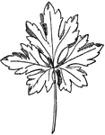 Leaf of Species Ranunculus.