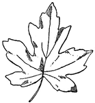 Leaf of Oriental Amber Tree.