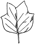 Leaf of Tulip Tree.