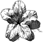 The Alpine Rose is used as an ornament design in flat and relief forms.