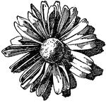 The Chrysanthemum flower is used as an ornament design in flat and relief forms.