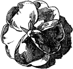 The Wild Rose is used as an ornament design in flat and relief forms.