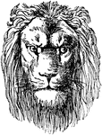 This Lion Head is a prospectus of Dr. Schubert's Naturgeschichte.