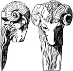 This is the front and side view of a Ram head that dates back to the Late Renaissance.