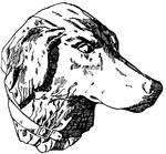 This Head of a Hunting Dog was designed by Habenschaden of Munchen, Germany.