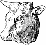 This Ox head was designed by Habenschaden of Munchen, Germany.