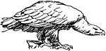 Eagle shown from nature