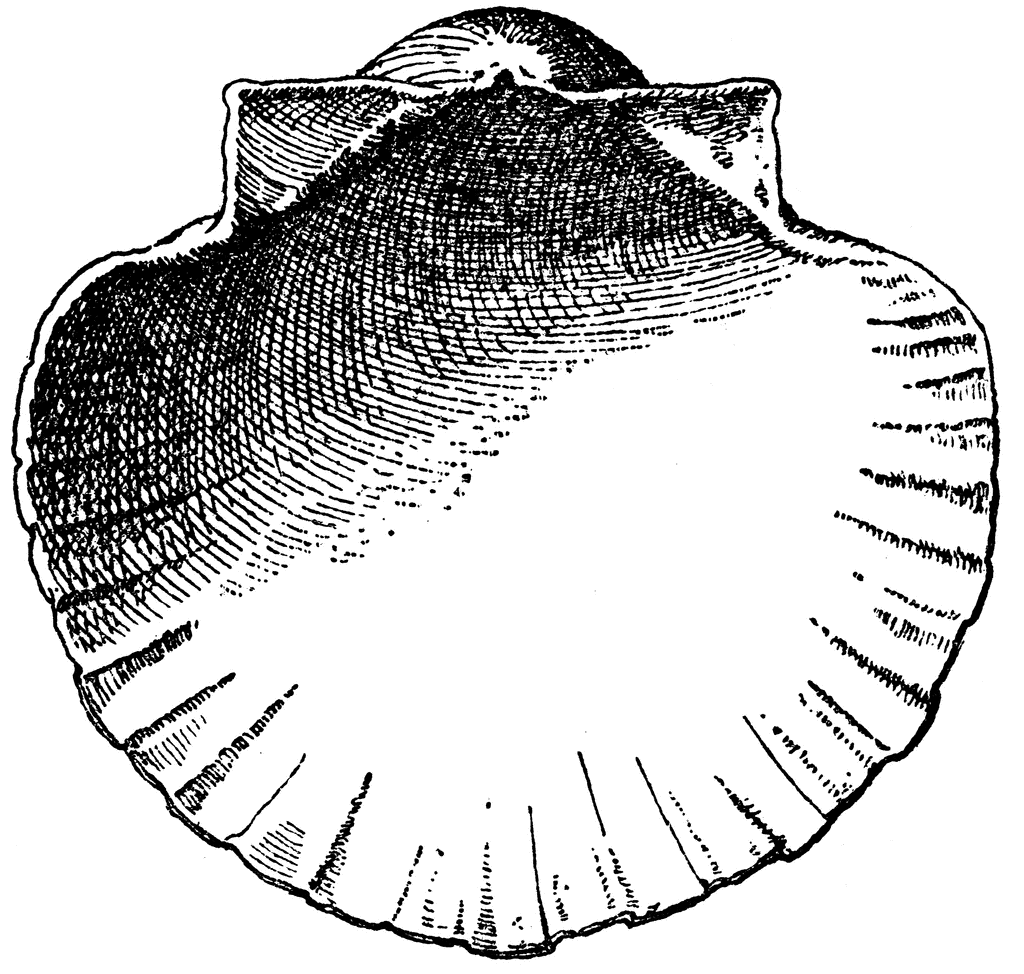 scallop shape clipart