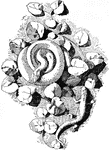 The Serpent Cast a form created by both a viper and lizard. It was typically used for symbolic and decorative purposes, designed by Eberhard of Heilbronn in Germany.
