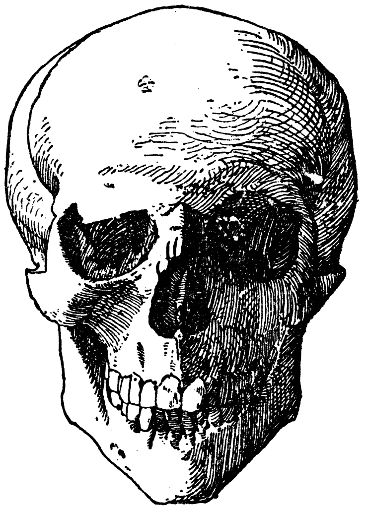 skeleton head clipart