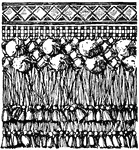 The renaissance valence is a hanging textile termination with the lower end ornamentally cut. It is ornamented with cords, tassels and embroidery. The upper edge of the valence is generally fixed to moulding.