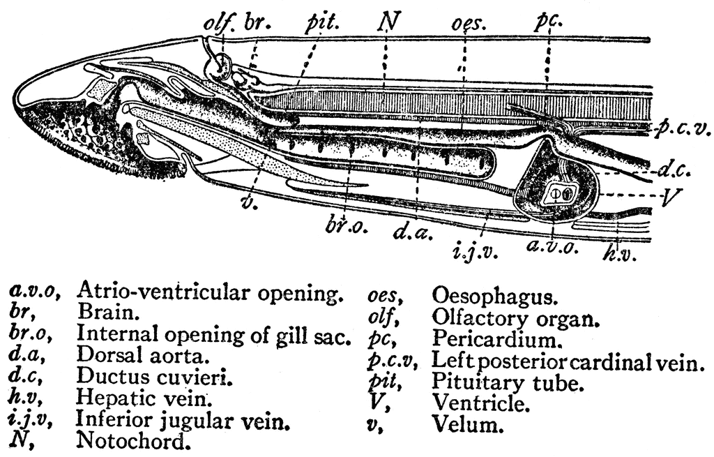 lamprey external anatomy
