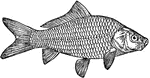 Carp is a common name for various freshwater fish of the family Cyprinidae, a very large group of fish originally from Eurasia and southeast Asia. Some consider all cyprinid fishes carp and the family Cyprinidae itself is often known as the carp family.