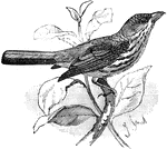 The Palmchat (Dulus dominicus) is a small passerine bird in the Dulidae family.