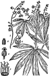 The cassava, yuca, manioc, mogo or mandioca (Manihot esculenta) is a woody shrub of the Euphorbiaceae (spurge family) native to South America that is extensively cultivated as an annual crop in tropical and subtropical regions for its edible starchy tuberous root, a major source of carbohydrates. Cassava is the third largest source of carbohydrates for human food in the world, with Africa its largest center of production. The flour made of the roots is called tapioca.
