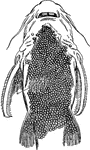 An illustration of a catfish with eggs attached to the underside.