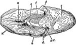 An illustration of a female nautilus without the shell. "m, The dorsal "hood" formed by the enlargement of the outer or annular lobe of the forefoot, and corresponding to the sheaths of two tentacles; n. Tentacular sheaths of lateral portion of the annular lobe; u, The left eye; b, The nuchal plate, continuous at its right and left posterior angles with the root of the mid-foot, and corresponding to the nuchal cartilage of Sepia; c, Visceral hump; d, The free margin of the mantle-skirt,...; g.a, Points to the lateral continuation of the nuchal plate b to join the root of the mid foot of siphon." (Britannica, 1910).