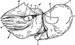 An illustration of a female nautilus without the shell. "c, points to the concave margin of the mantle-skirt leading into the sub-pallial chamber; g, the mid-foot or siphon; k, the superficial origin of its retractor muscles closely applied to the shell and serving to hold the animal in tis place; l, the sipjuncular pedicle of the visceral hump broken off short; v,v, the superior and inferior ophthalmic tentacles." (Britannica, 1910)