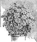 A clematis (or periwinkle) trained on a balloon-shaped trellis.