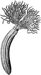 An illlustration of a dasychone infracta, a type of annelid. The annelids, collectively called Annelida (from Latin anellus "little ring"), are a large phylum of animals comprising the segmented worms, with about 15,000 modern species including the well-known earthworms and leeches.