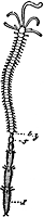 Polychaeta 