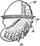 An illustration of the marine worm larva, Lopadorhymchus.